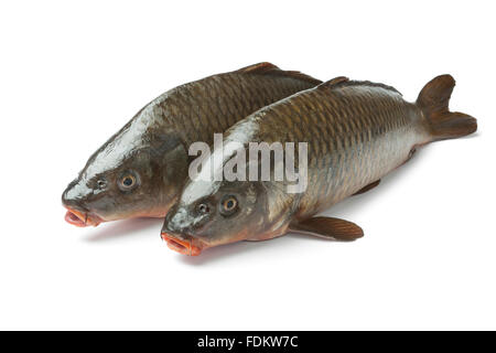 Zwei frische ganze Karpfen Fischen auf weißem Hintergrund Stockfoto