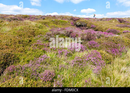 Heidekraut (Calluna vulgaris) auf das Moor mit Walker zu Fuß, in der Ferne, Kinder Scout, Derbyshire Peak District National Park, England, Großbritannien Stockfoto