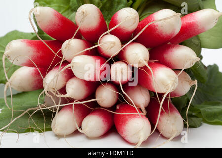 Frische ovalen roten und weißen Rettich auf weißem Hintergrund Stockfoto