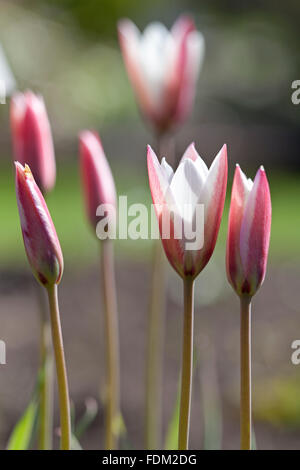 Rosa Tulipa Sylvestris im freien Stockfoto