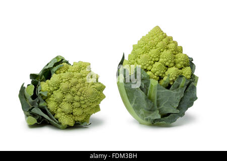 Zwei frische Mini Romanesco Kohl auf weißem Hintergrund Stockfoto