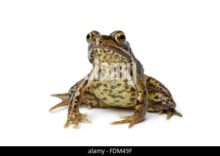 Grasfrosch auf weißem Hintergrund Stockfoto