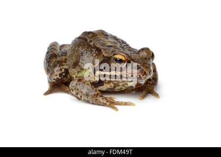 Grasfrosch auf weißem Hintergrund Stockfoto