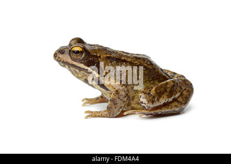 Grasfrosch auf weißem Hintergrund Stockfoto