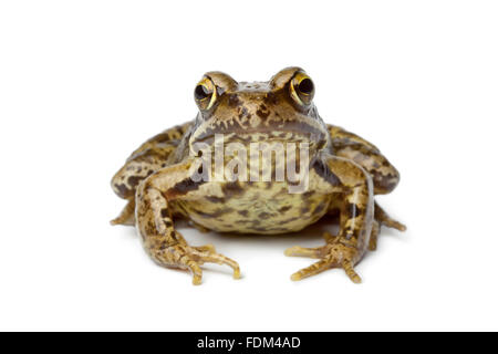 Grasfrosch auf weißem Hintergrund Stockfoto