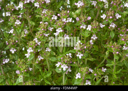 Frische blühende Thymian full-frame Stockfoto