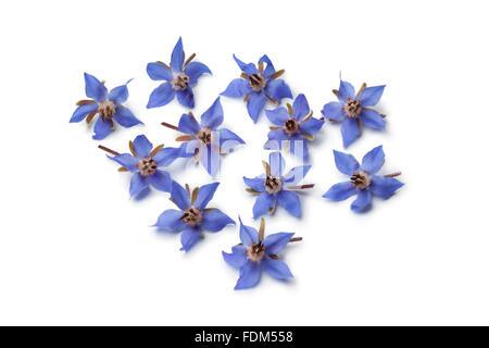 Frische blaue Borretsch Blumen zur Dekoration auf weißem Hintergrund Stockfoto