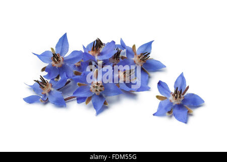 Haufen von frischen blauen Borretsch Blumen zur Dekoration auf weißem Hintergrund Stockfoto