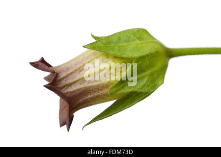Frischen giftige Tollkirsche Blumen auf weißem Hintergrund Stockfoto