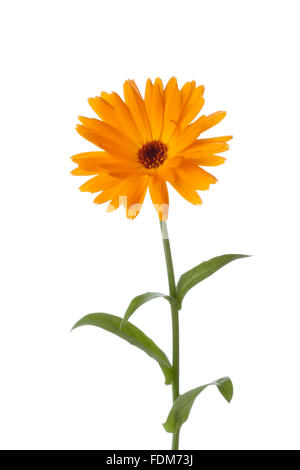 Frischer single Calendula Blumen auf weißem Hintergrund Stockfoto