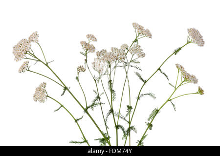 Frisches weiß blühende Schafgarbe Stockfoto