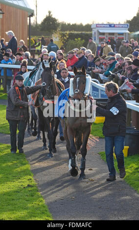 Rennpferde im Fahrerlager, Fakenham Races, North Norfolk, england Stockfoto