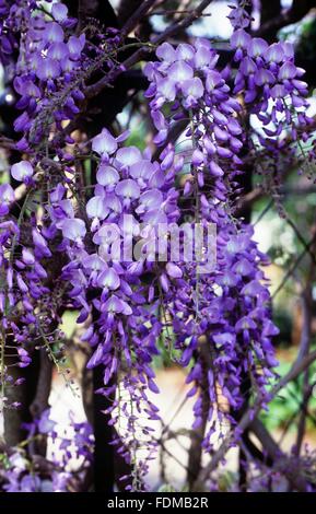 Wisteria Sinensis (chinesischer Blauregen), lila-blauen Blüten, Nahaufnahme Stockfoto