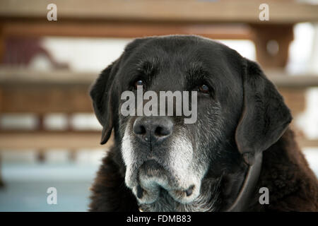 Porträt von einem weisen alten Labrador Retriever starrte in die Ferne Stockfoto