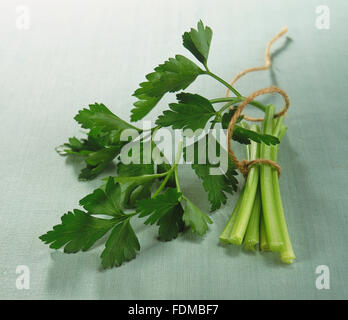 Petroselinum Crispum Var Neapolitanum, glatte Petersilie, Blätter und Stiele mit Schnur gebunden. Stockfoto