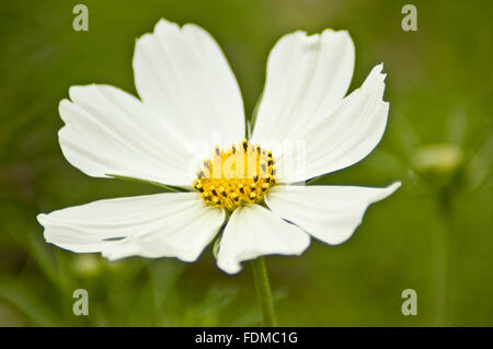 Weiße Margarita Garten Blume nah Makro aussehen. Stockfoto