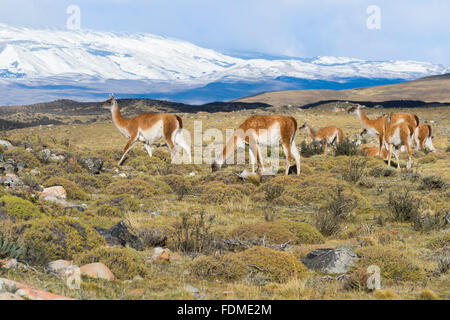 Gruppe von Guanakos (Lama Guanicoe) in der Steppe, Torres del Paine Nationalpark, Patagonien, Chile Stockfoto