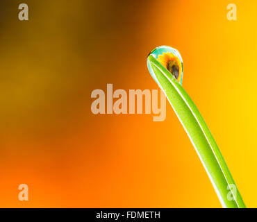 Makro von einer Blume Brechung in einem Tautropfen auf einem Grashalm Stockfoto