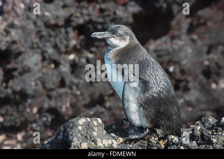 Galápagos-Pinguin (Spheniscus Mendiculus), Elisabeth Bay, Insel Isabela, Galapagos, Ecuador Stockfoto