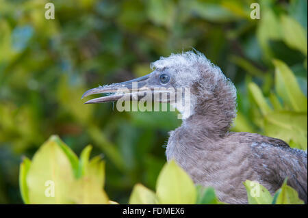 Juvenile Red footed Sprengfallen (Sula Sula) in rote Mangrove, Genovesa Island, Galapagos, Ecuador Stockfoto