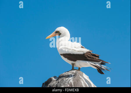 Nazca Booby (Sula Granti), Insel Hispanola, Galapagos, Ecuador Stockfoto