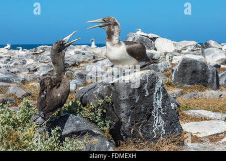 Juvenile Nazca-Tölpel (Sula Granti), Insel Hispanola, Galapagos, Ecuador Stockfoto