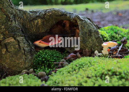 Beefsteak-Pilz / Beefsteak Polypore / Ox tongue (Fistulina Hepatica / Boletus Hepaticus) Stockfoto