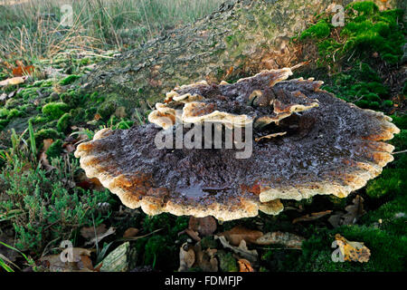 Samt-Top Pilz / Dyer Polypore / Dyer Mazegill (Phaeolus Schweinitzii) Stockfoto