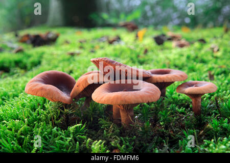 Trooping Trichter / Mönchs Kopf (Infundibulicybe Geotropa / Clitocybe Geotropa) Stockfoto