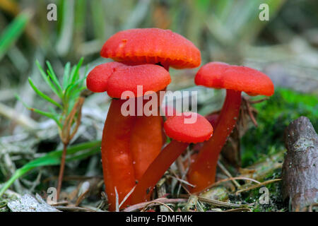 Zinnober Waxcap (Hydrocybe Miniata) Stockfoto