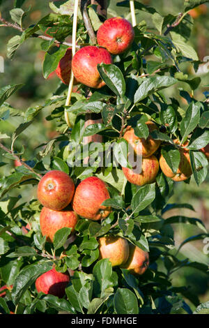 Eine Gruppe von roten Äpfel auf einem Bogen eines Baumes Stockfoto