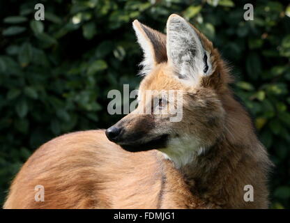 Männliche südamerikanische Mähnenwolf (Chrysocyon Brachyurus) in Nahaufnahme, über die Schulter schauen Stockfoto