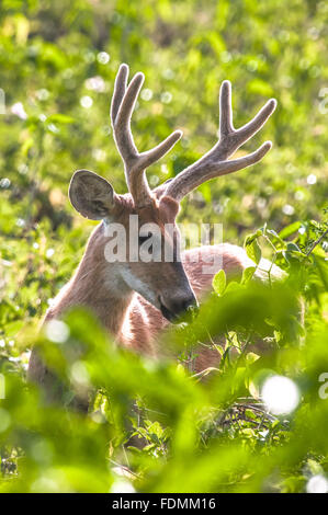 Der Sumpfhirsch in Alto Pantanal - auch bekannt als Hirsche, Guacu-Pucu und suacuapara Stockfoto