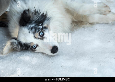 Husky Porträt. Siberian Husky Hund im Schnee liegen, nach den Rennen Racing Stockfoto