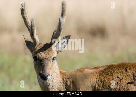 Pampas Rotwild im Nationalpark Serra da Canastra Stockfoto