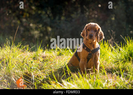 Ein roter Cocker Spaniel in hohe Gräser sitzt. Stockfoto