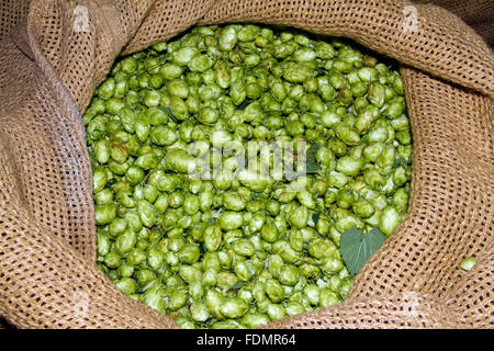 Eine Tasche von Hopfen mit grünen Hopfen der offenen Oberseite durchscheinen. Stockfoto