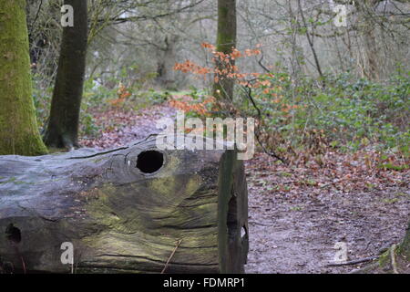 Ein Bild aus einem Waldweg im Savernake Wald. Stockfoto