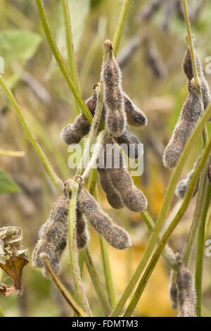 Pflanzung von transgenem Soja im detail der Hülsen Stockfoto