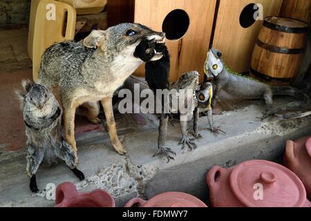 Präparatoren - Markt in CATACAOS Adler. Abteilung von Piura. Peru Stockfoto