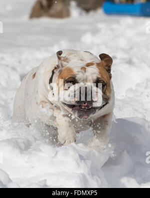 Nahaufnahme der Bulldog Aufladung durch den Schnee Stockfoto