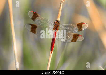 Gelb-winged Darter (Sympetrum Flaveolum) am Stamm, Fluss Spree, Brandenburg, Deutschland Stockfoto