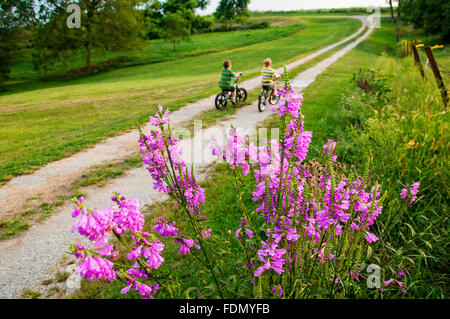 Zwei Kinder Reiten Fahrräder auf Feldweg mit lila Wildblumen im Vordergrund Stockfoto