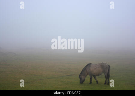 Dartmoor Pony in dichtem Nebel auf Whitchurch Common, Dartmoor National Park, Devon, England Stockfoto