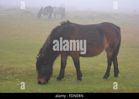 Dartmoor-Ponys in dichtem Nebel auf Whitchurch Common, Dartmoor National Park, Devon, England Stockfoto