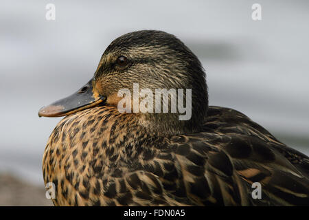 Stockente (Anas Platyrhynchos) im Winter Gefieder Stockfoto