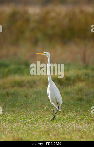 Gemeinsame, große oder große Reiher (Ardea Alba) stehend auf Wiese, Barhöft, Mecklenburg-Western Pomerania, Deutschland Stockfoto