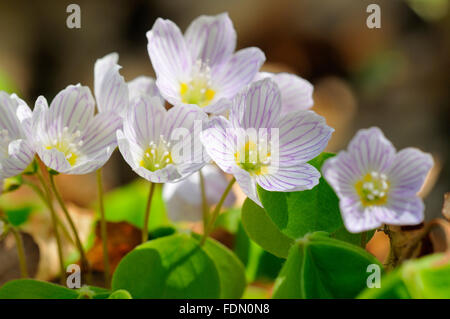 Gemeinsamen Holz Sauerampfer (Oxalis Acetosella), Blumen, North Rhine-Westphalia, Deutschland Stockfoto