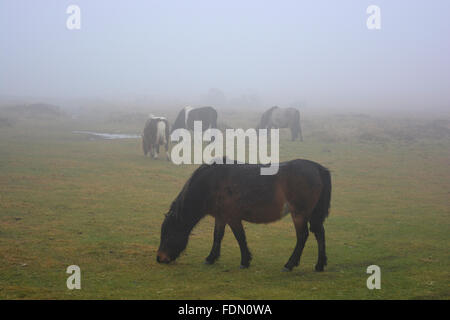 Dartmoor-Ponys in dichtem Nebel auf Whitchurch Common, Dartmoor National Park, Devon, England Stockfoto