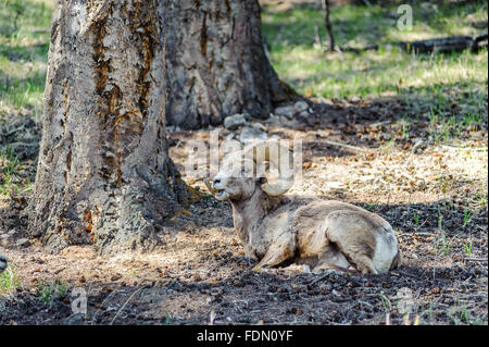 Bighorn Schafe sitzen in den Wäldern von Banff Nationalpark, Alberta, Kanada Stockfoto